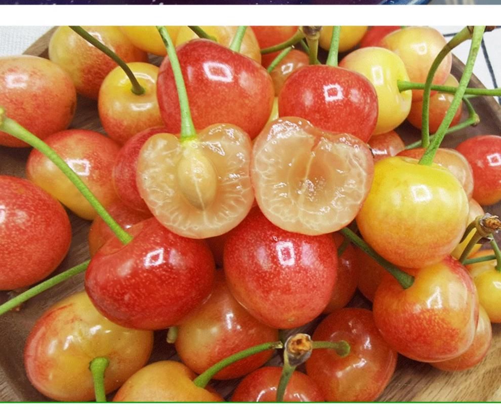 现摘山东烟台黄水晶大樱桃黄蜜新鲜水果当季小樱桃整箱车厘子孕妇当季