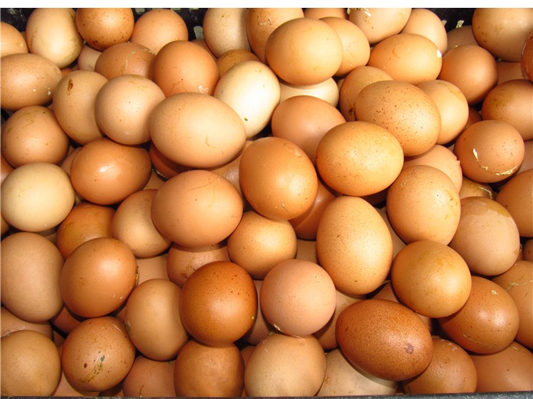 农家新鲜毛蛋 鸡胚蛋 20天毛鸡蛋 喜蛋 13天活珠子共30枚