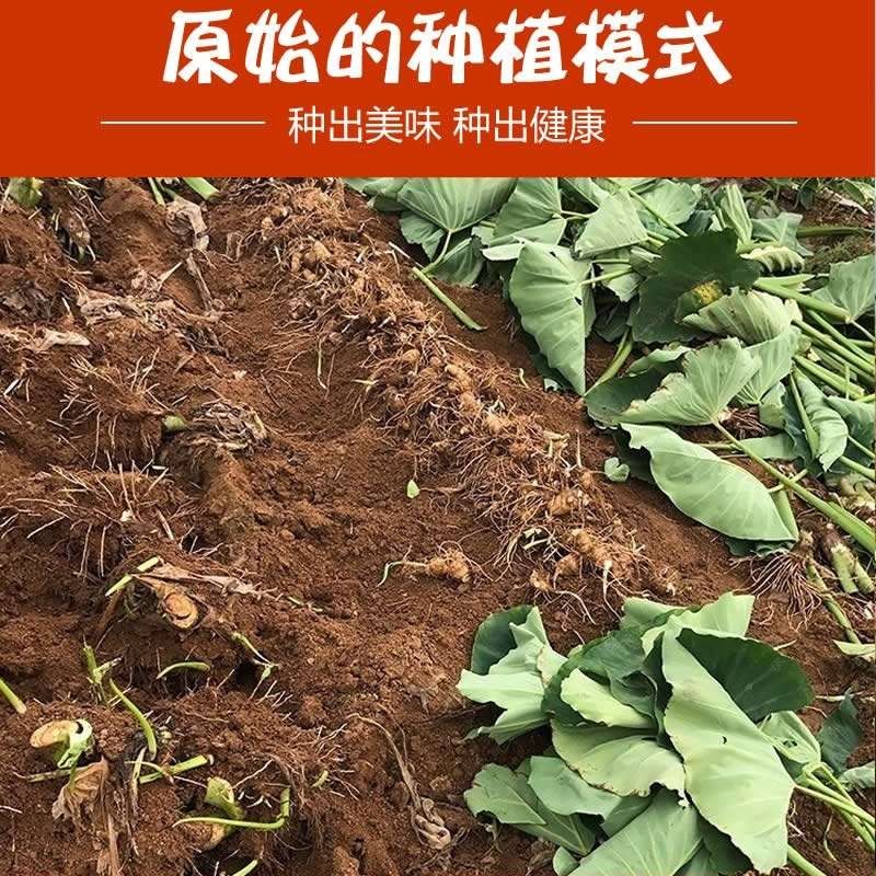 广西红芽芋荔浦小芋头新鲜小芋仔毛芋小香芋粉糯香甜芋艿农家自种9斤