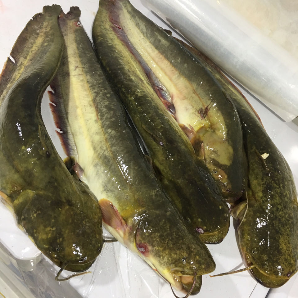 正宗东北松花江鲜活大鲶鱼 活体真空速冻发一份4斤 7斤普快【图片