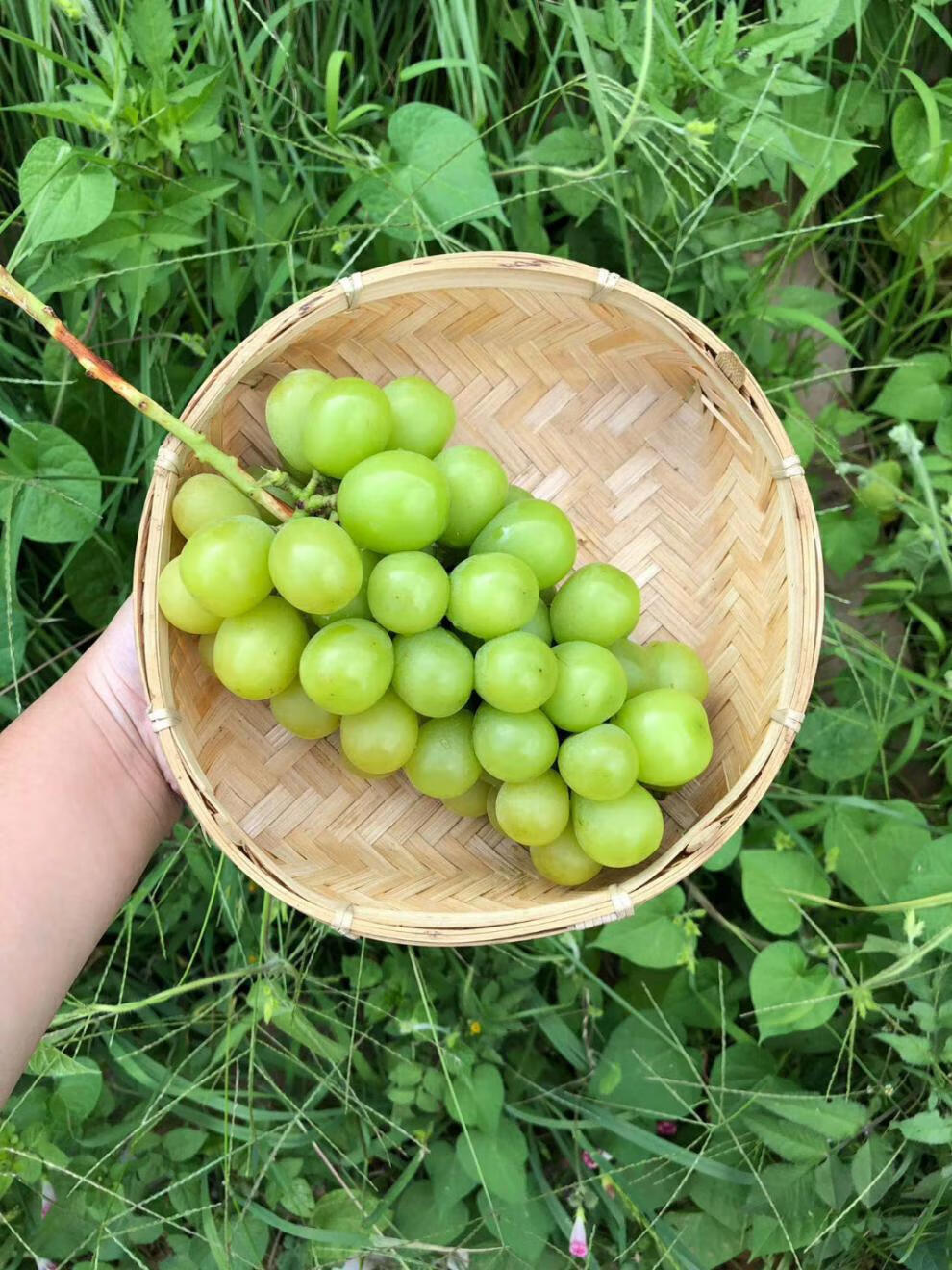 云南晴王葡萄香印青提水果阳光玫瑰提子