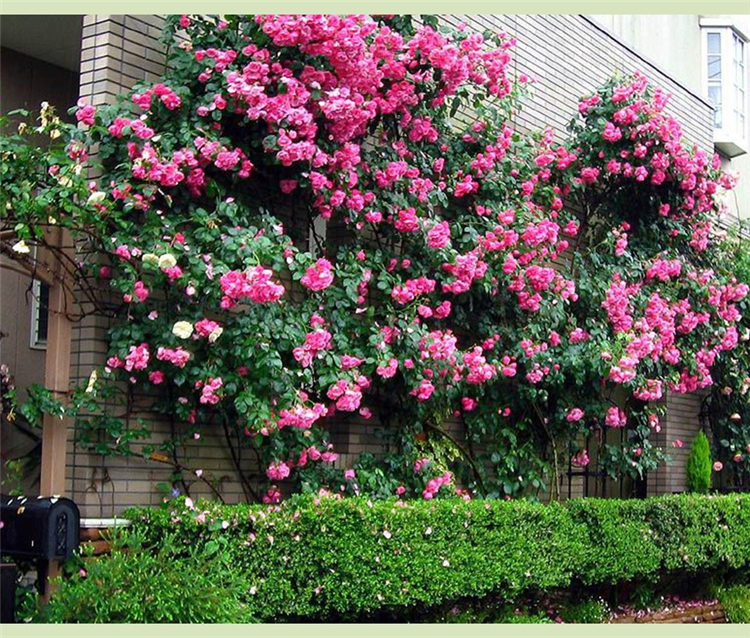 藤本月季花苗四季开花庭院植物爬藤花卉盆栽蔷薇花苗爬藤 四季 王妃