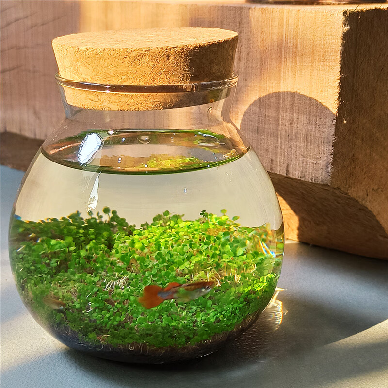 生态瓶微景观鱼微景观生态瓶创意迷你玻璃瓶鱼缸办公室绿植水草种子