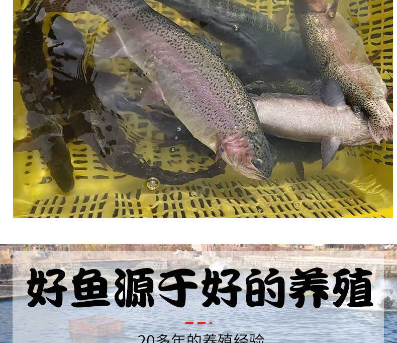 整條鮮活虹鱒魚鮭魚淡水三文魚肉多刺少冰鮮發貨活魚現殺真空包裝1斤