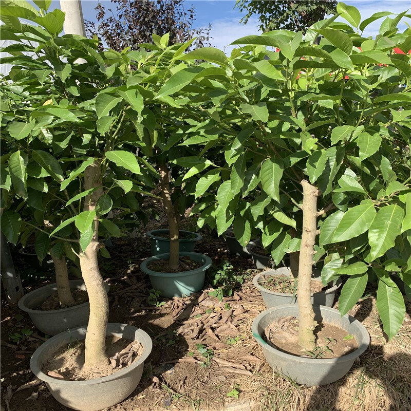 云仓发货白兰花盆栽花卉植物室内花四季黄角兰白玉兰花树苗老桩花卉