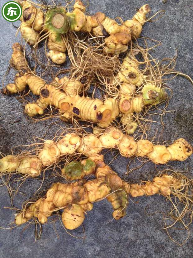 杞里香九华山野生新鲜黄精黄精蝮蛇丸黄精苗现挖现卖8年以上生姜型2斤