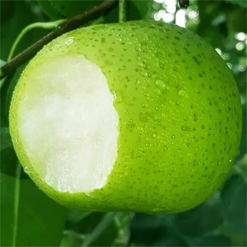 砀山翠玉梨 翠冠梨当季采摘青梨翠冠梨子新鲜水果整箱 5斤礼盒装