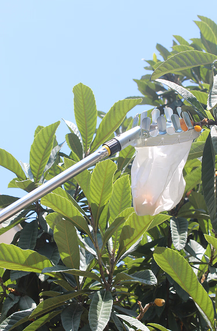 摘果器杨梅高空摘果器伸缩摘枇杷枣子柿子神器家用水果采果李子采摘