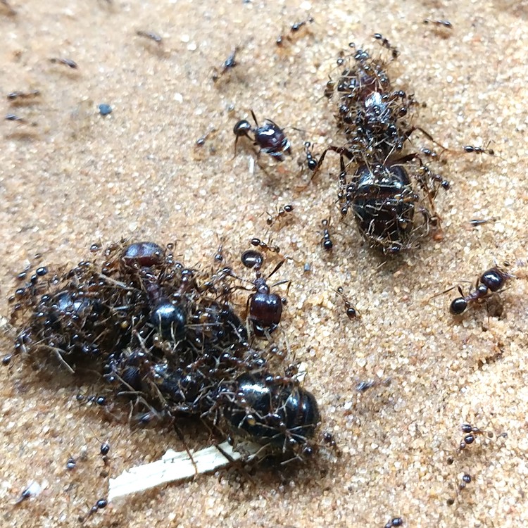 由子北方发货全异巨首蚁特化兵蚁凶猛团结好战 善于捕食的宠物蚂蚁 10