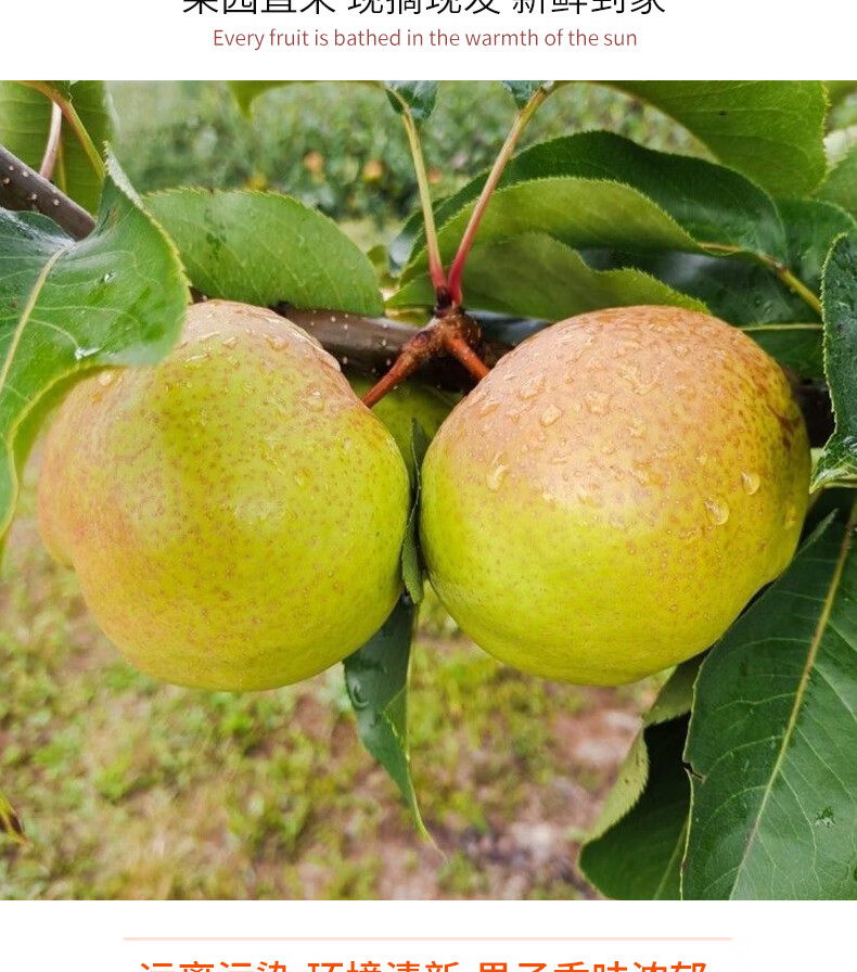延边特产苹果梨东北特产延吉梨子新鲜10斤当季新鲜水果整箱 5斤 大果