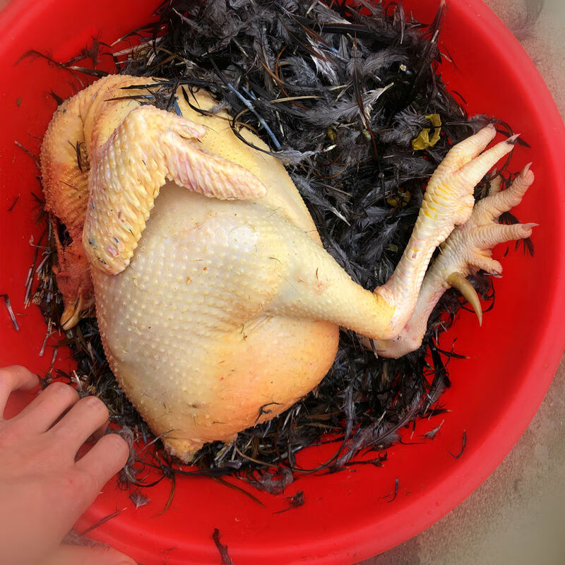 新鲜现杀正宗农家散养走地土鸡大阉鸡扇线鸡三黄老母鸡清远麻鸡项农家