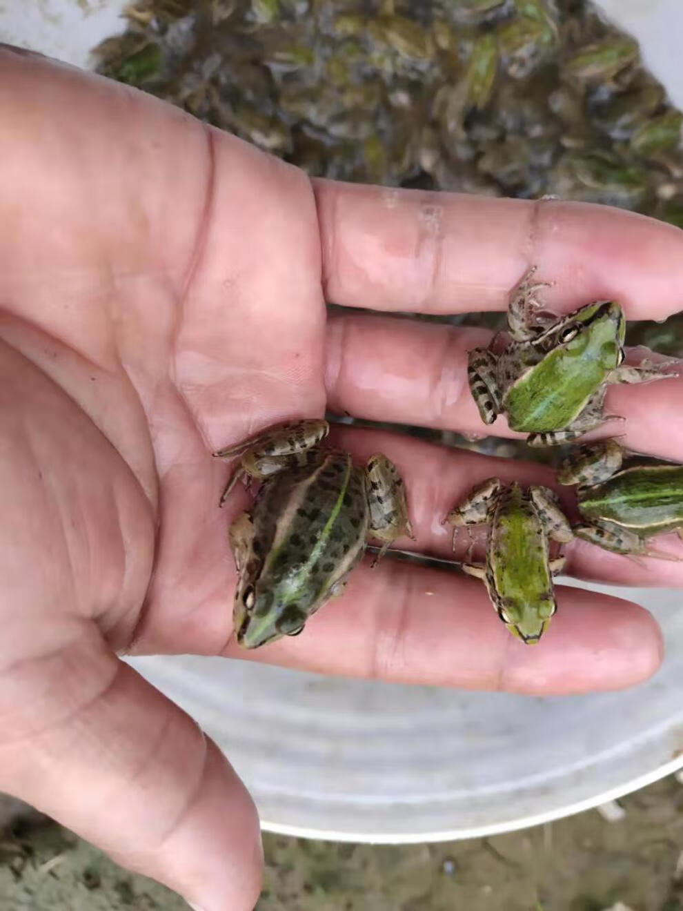 荣郁小青蛙苗蛙苗黑鱼青蛙饵料龙鱼青蛙饲料宠物活体饲料2份起套餐1小
