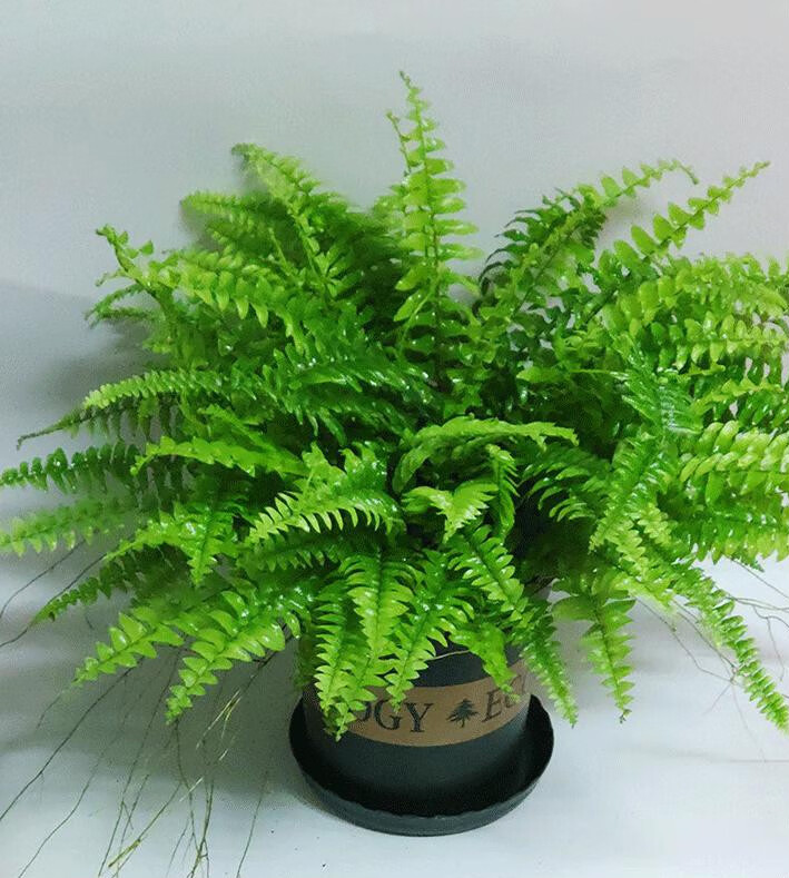 蕨类室内植物厥盆栽绿植办公室蕨类植物波士顿蕨蜈蚣草铁线蕨波斯顿厥