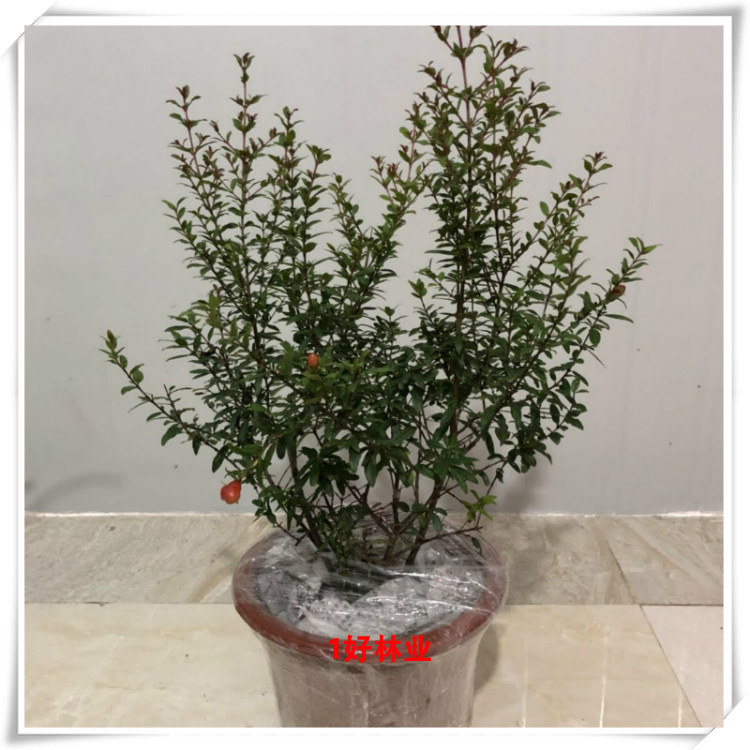 潮汕红花 仙草 抹草 春草吉祥草阳台盆栽喜庆吉祥植物 吉祥草(小株)