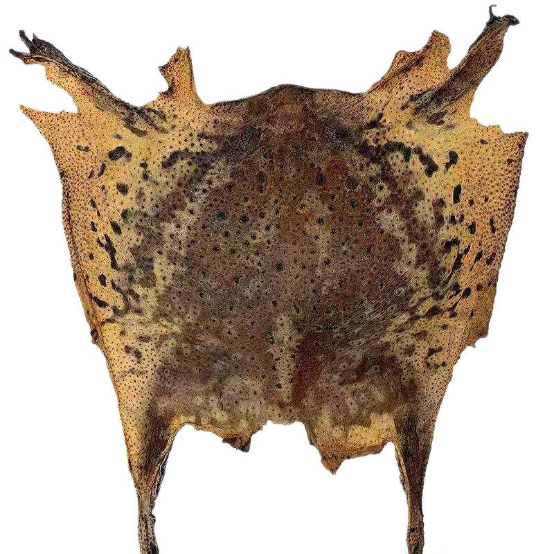 百日山 中药材干脱癞蛤蟆皮蜍皮 蜍衣 蟾蜍衣 瘌