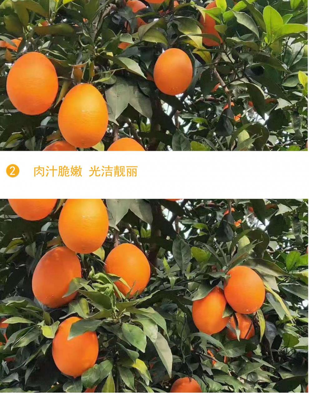 【顺丰】重庆长虹纽荷尔 鹅蛋广柑 10-20斤橙子当季新鲜甜橙 75mm(含)