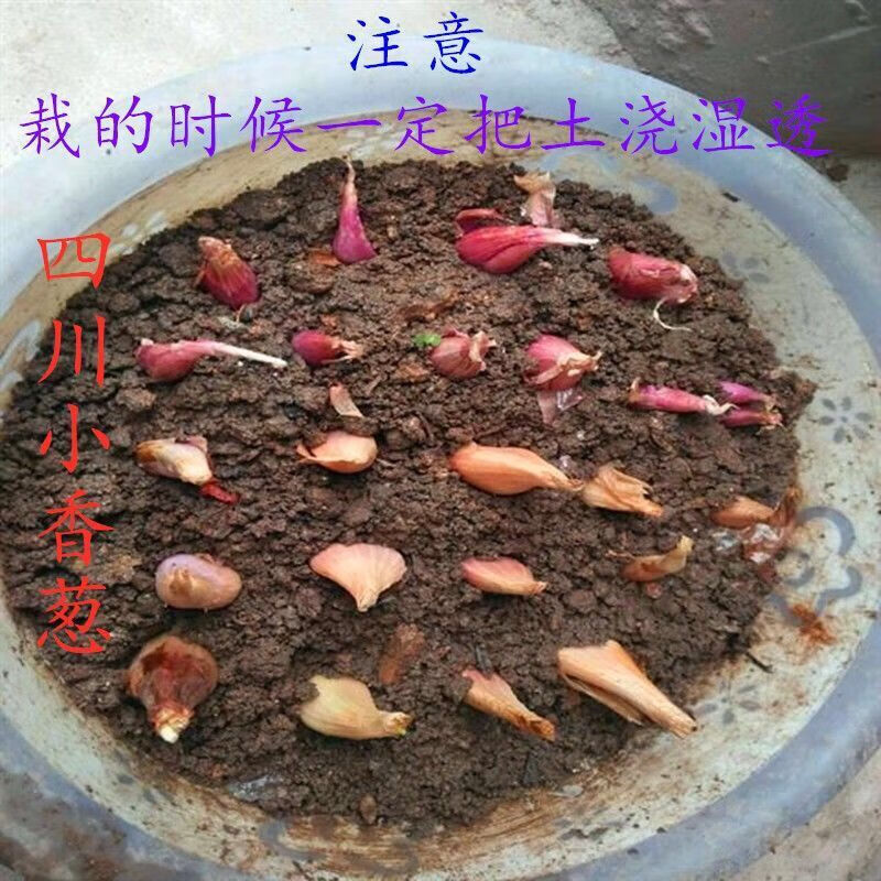 四川红葱头种子火葱葱油葱酥红葱头黄葱头种子盆栽四川的小香葱黄葱1