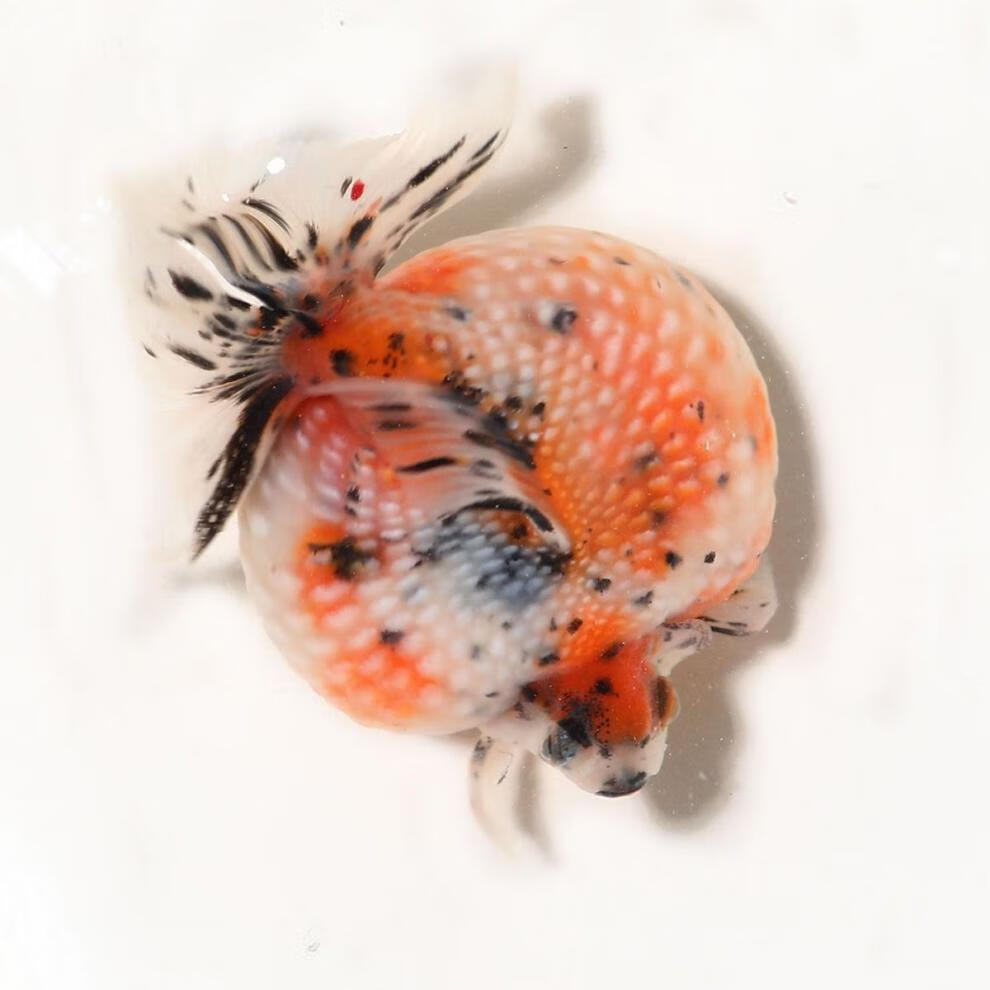 嘉瑰胖皮球珍珠鱼富贵鱼观赏鱼冷水耐活好养淡水兰寿鼠头珍珠活体金鱼