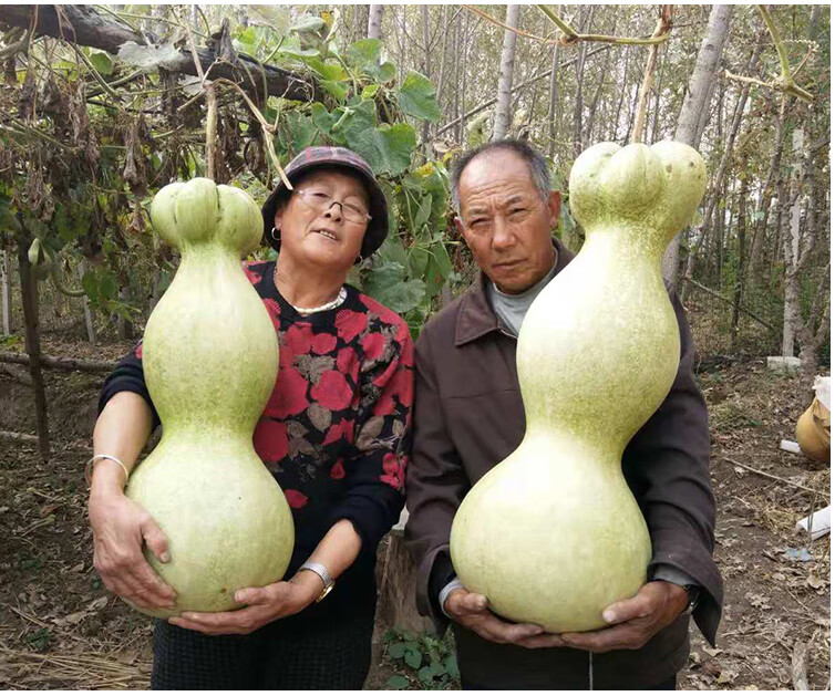 头巨型大亚腰葫芦盆栽爬藤观赏庭院 大八宝葫芦种子10粒【图片 价格