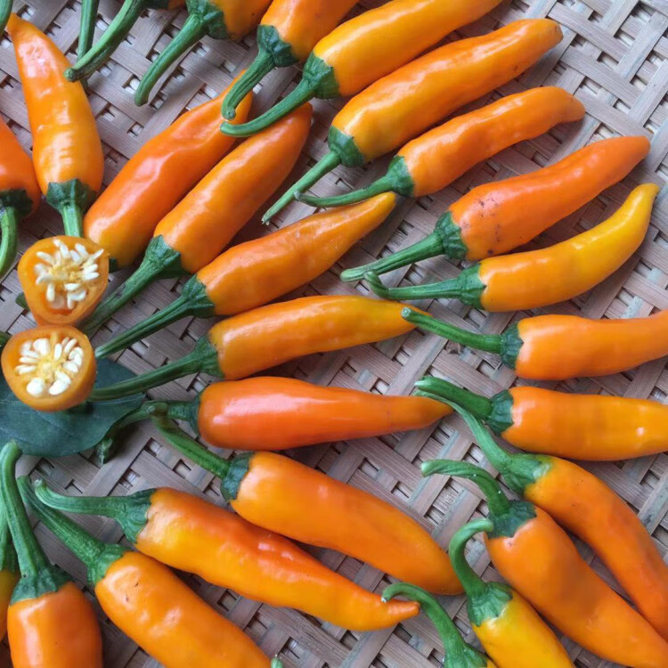 福建永安黄椒500g小米辣泡椒特产香辣黄辣椒新鲜农家自种尖椒剁椒1500