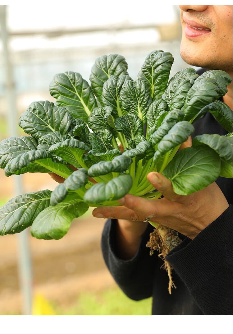 冬天烏塌菜種子子白菜黃心烏冬季籽種黑菜蔬菜種籽孑菜籽菜種烏塔 冬