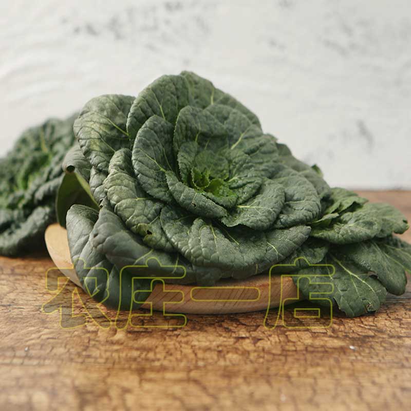 黑心乌种籽黑白菜乌塌菜青菜黑菜种子阳台盆栽耐寒秋冬季蔬菜种孑