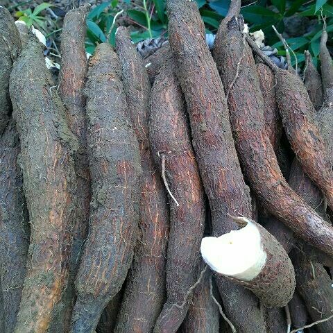 采缇 广西特产新鲜红皮白肉面包木薯1/3/5斤粗粮粉糯香甜番薯木薯糖水