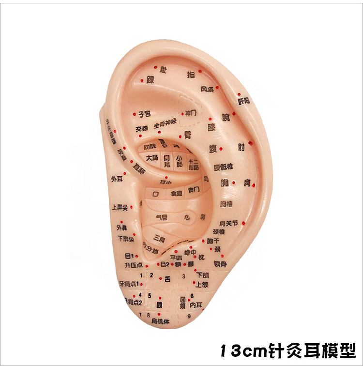 冀御清晰刻字耳模型耳穴模型按摩针灸教学穴位耳穴人体反射区耳朵模型