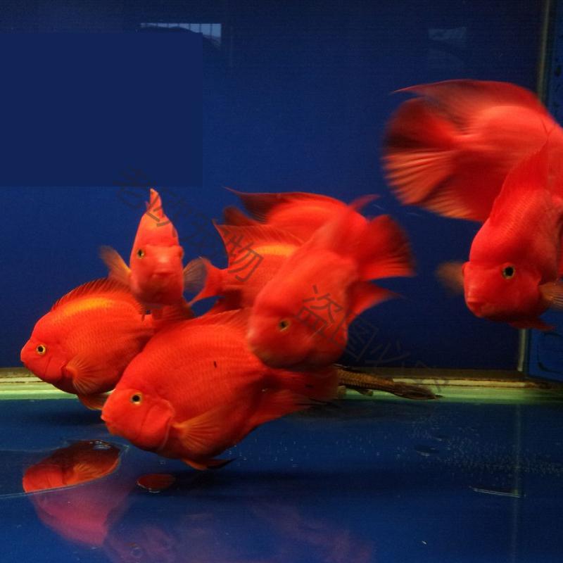 中大型活体血鹦鹉鱼观赏鱼苗热带银龙宠物元宝金刚财神发财鱼 发财鱼8