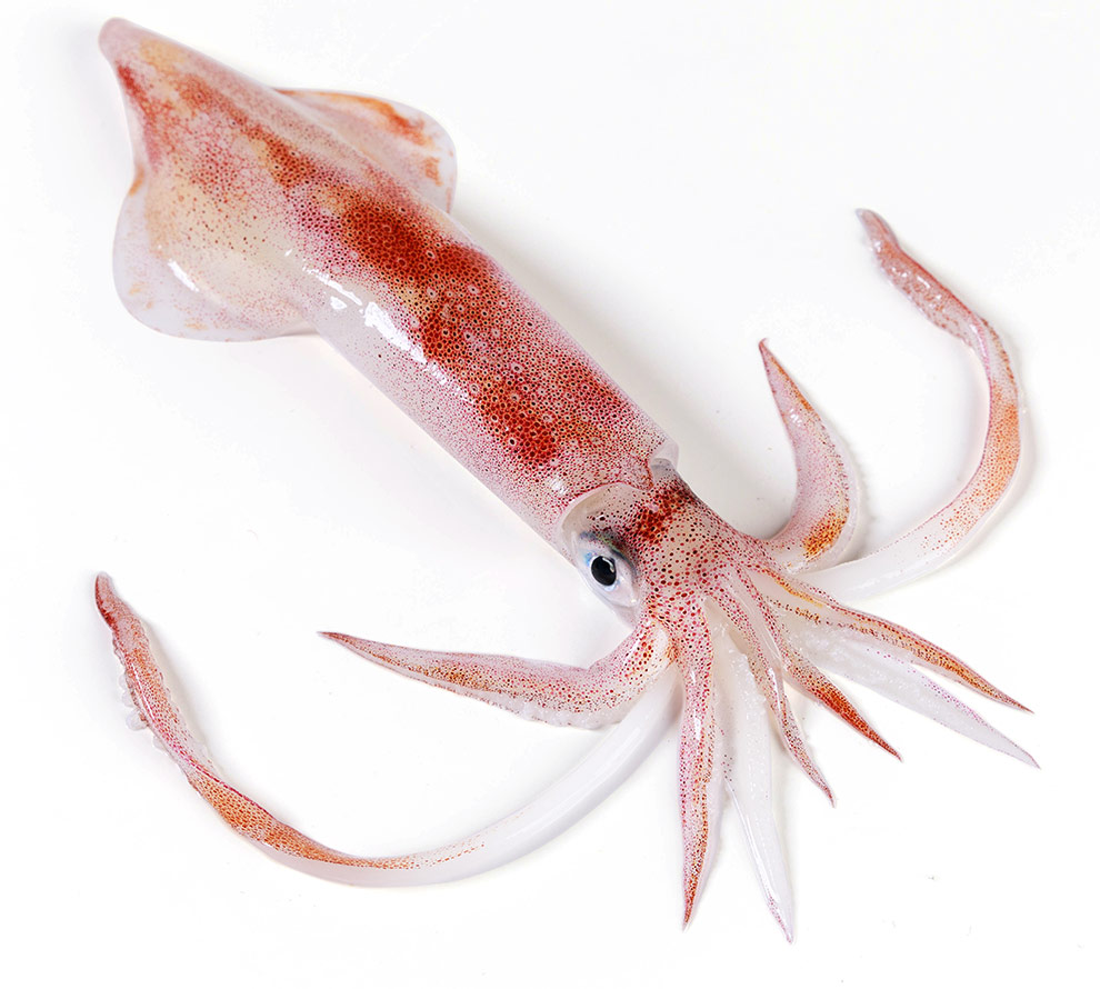 魃鲜大鱿鱼东山岛冰鲜海钓火箭鱿鱼冰鲜海鲜水产0811斤条