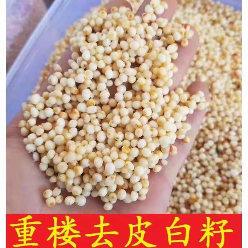 静谧药材种子种苗 七叶一枝花 华重楼种籽独角莲种子 滇重楼种子 红籽