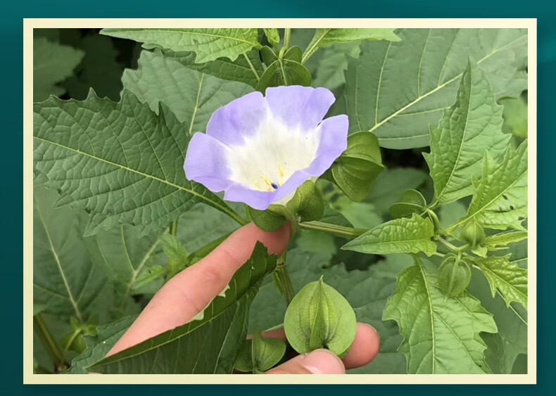 冰籽凉粉籽原味手工冰粉籽冰籽手工冰子气泡冰粉原料商用