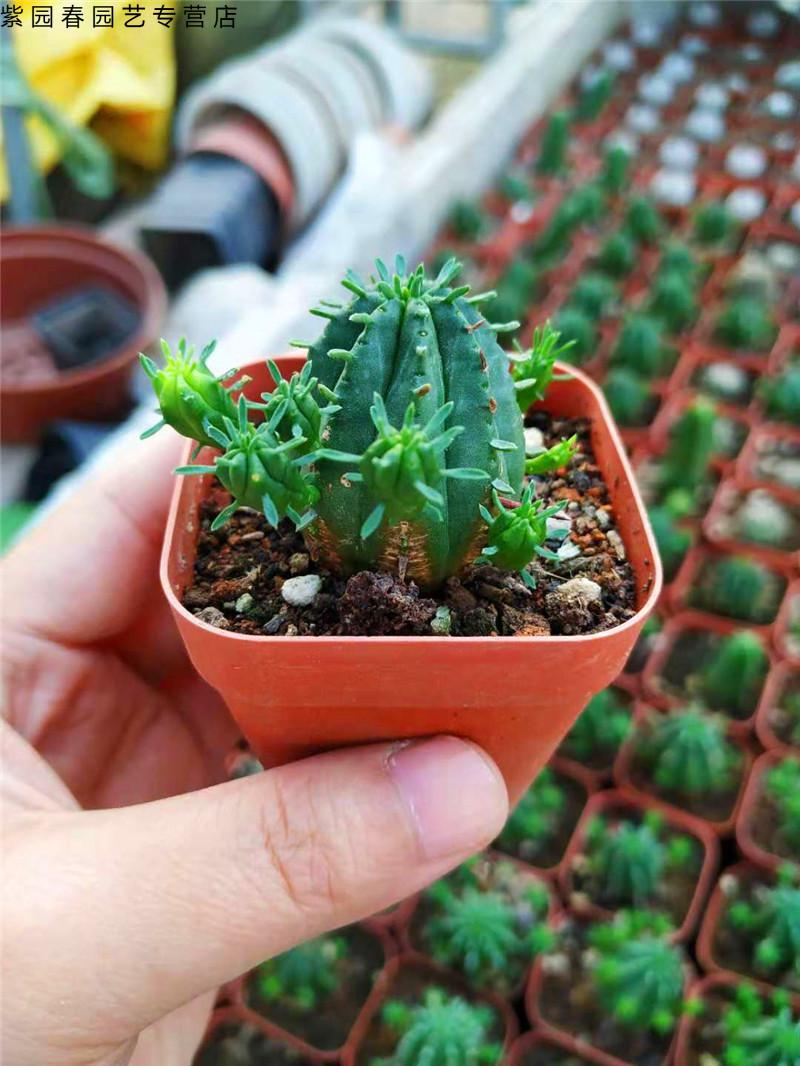 园艺火麒麟 红彩阁仙人球 自根 迷你无刺大戟科新品多肉植物绿植盆栽