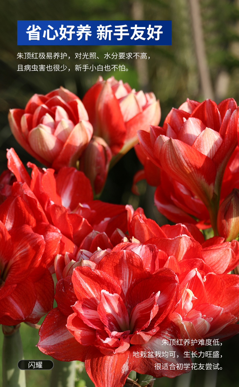 月娥虹越荷兰朱顶红种球特大球精灵舞后多年生进口重瓣朱顶红裸球预售