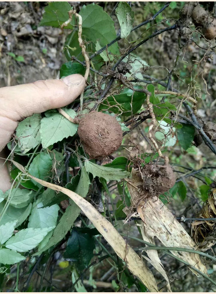 伟博浙江新鲜三叶青中药材金线吊葫芦丝线吊金钟清热