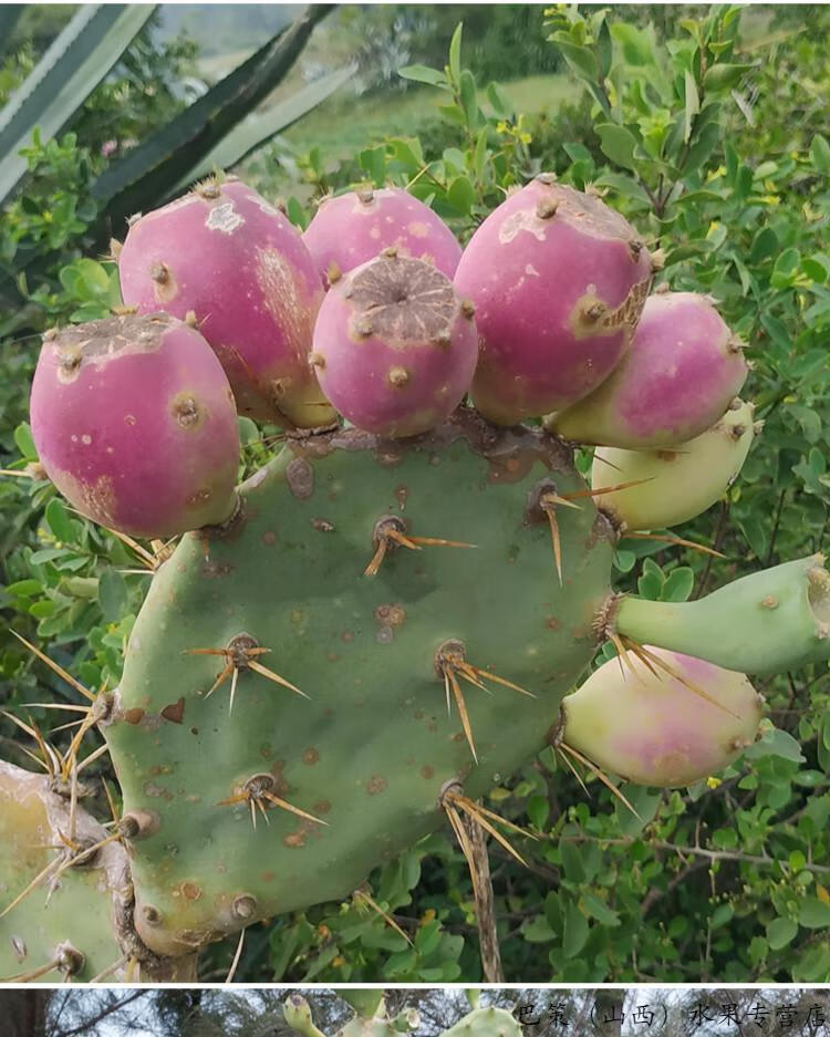 海南仙人掌果红皮仙人掌果实热带水果红皮大小果精选15斤装15斤