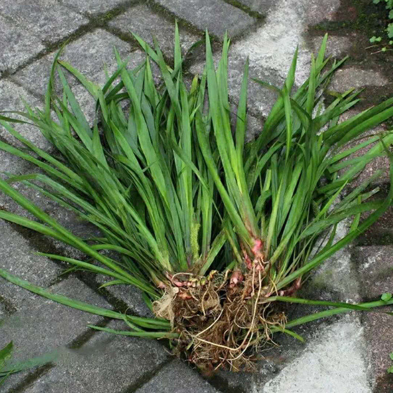 新鲜野生山赖香料植物大料苗五香草食用盆栽带根去腥味