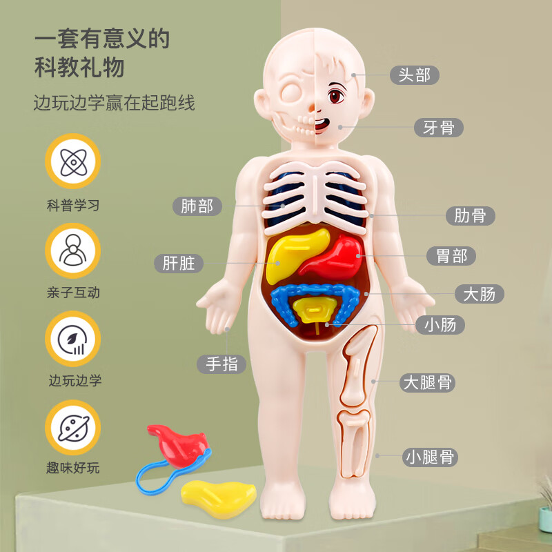 摆件儿童早教科教身体摆件启智拼装stem人体结构器官内脏道具模型玩具