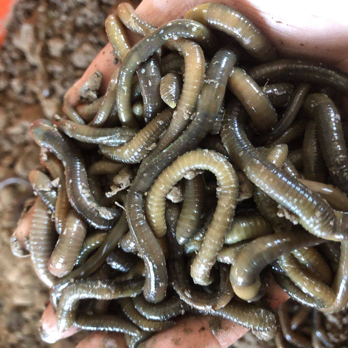 黑蚯蚓活体鲜活鱼饵青蚯蚓活饵臭蚯蚓大蚯蚓通货三斤