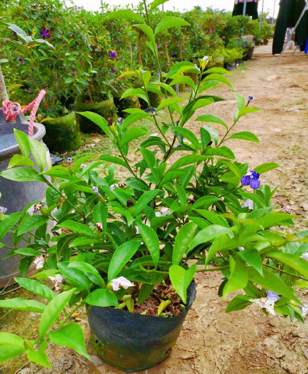 双色茉莉花盆栽香型四季变色鸳鸯番茉莉花苗绿植物花卉高60cm大冠幅带