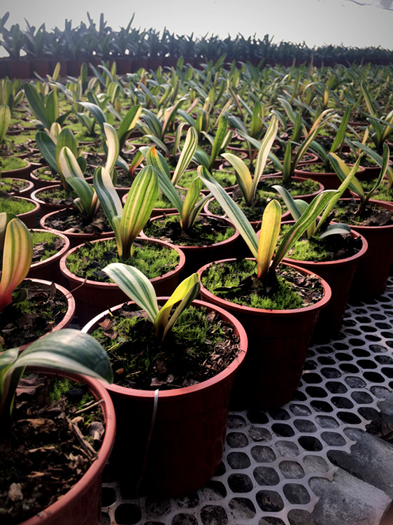 长春刘姐君子兰 精品国兰立板麻脸彩兰福伦鸳鸯五彩金丝室内盆栽 3-4