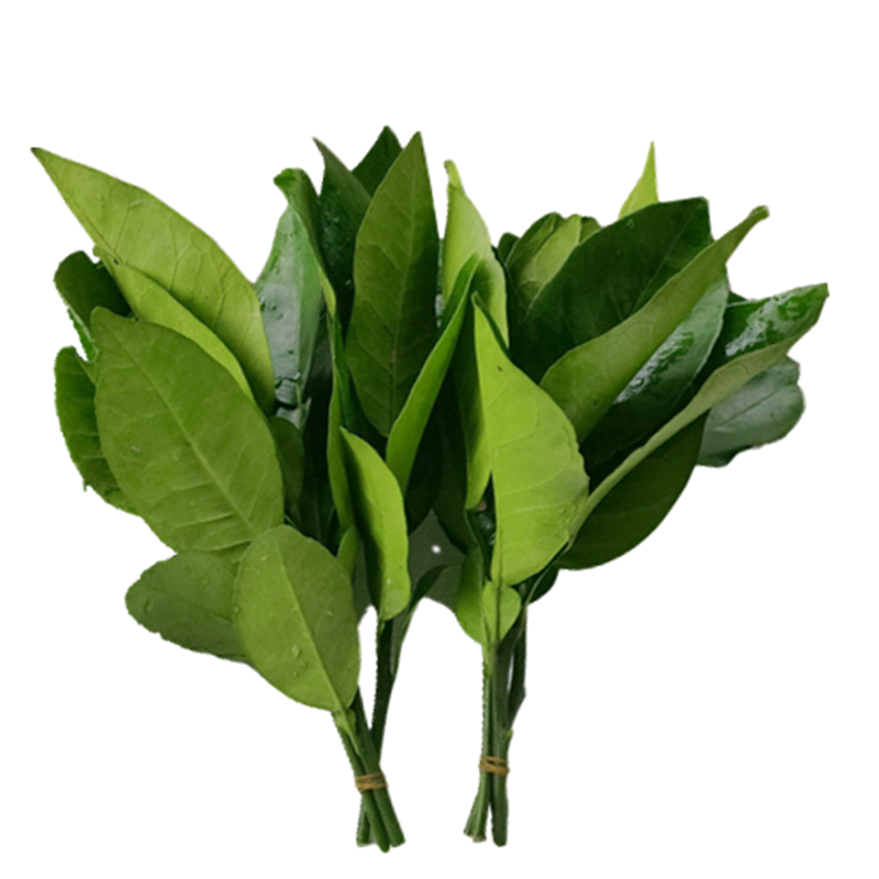 现货 新鲜柚子叶碌柚叶纯叶片可做清明团清明粿垫叶现摘 带枝6把