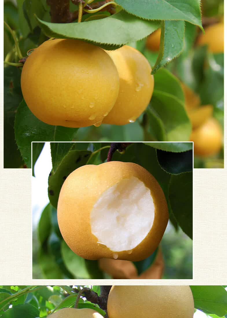 秋月梨 山东秋月梨 净重5斤【图片 价格 品牌 报价】-京东