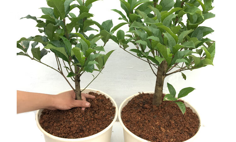 黄金桂花树苗小盆栽金球桂原生苗矮株老桩桌面室内盆景浓香型植物园艺