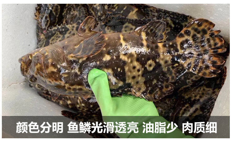 深海石斑魚鮮活石斑魚石斑魚冷凍珍珠斑魚龍膽老虎斑12斤超值091斤條1