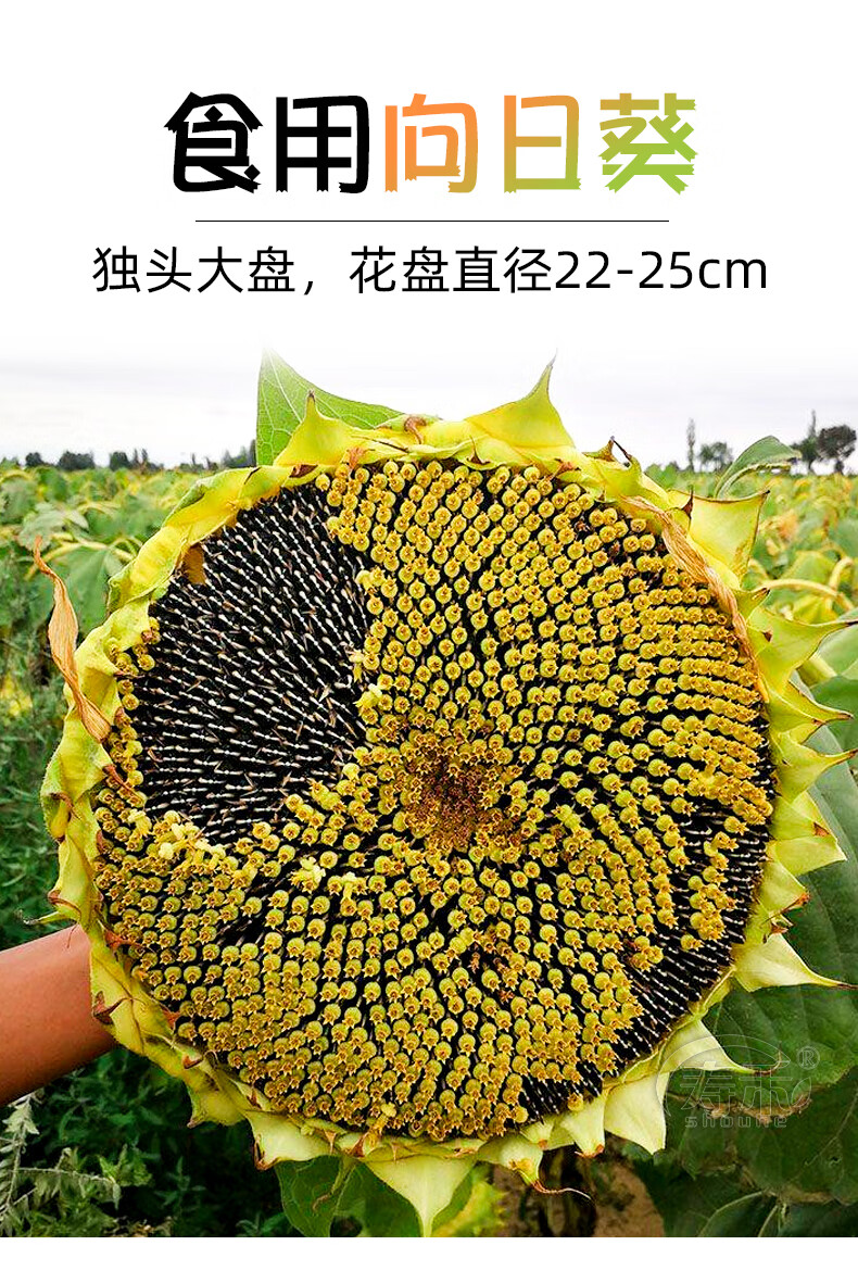 食用向日葵种子种籽矮葵花油葵盆栽观赏孑花苗活苗带根子特大幼苗