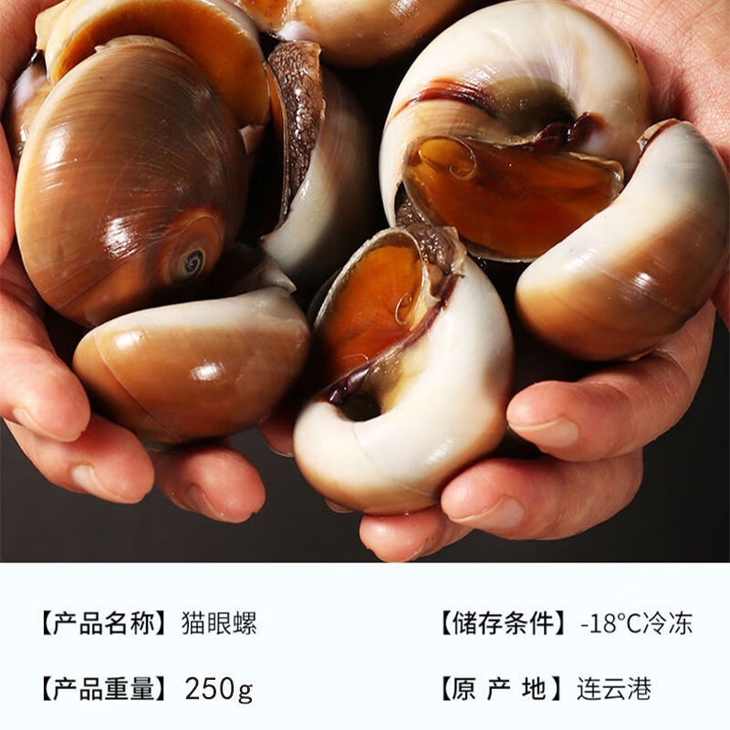 鲜活猫眼螺海鲜鲜活猫眼螺香螺沙螺玉螺大香螺翡翠螺冷链大号鲜活猫眼