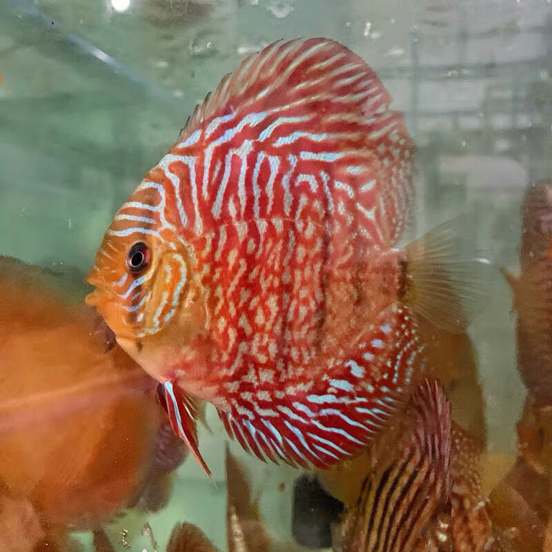 魚苗 神仙魚 觀賞魚 熱帶魚 活 漁場 包損耗 風水魚 藍松石(2-3cm)一