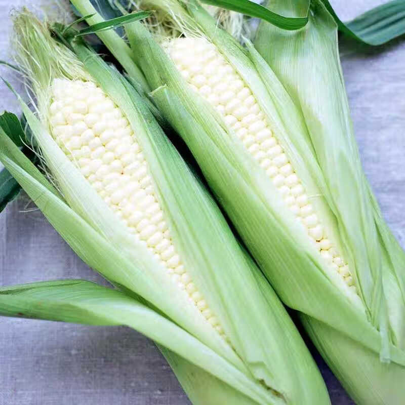 京科糯2000糯玉米种子早熟甜糯玉米大棒高产散装糯玉米苞谷种子孑