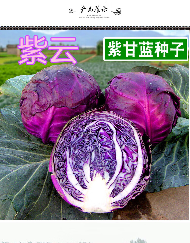 紫甘蓝种子紫色包菜种籽大头菜洋白菜特色蔬菜种子四季紫云日本进口